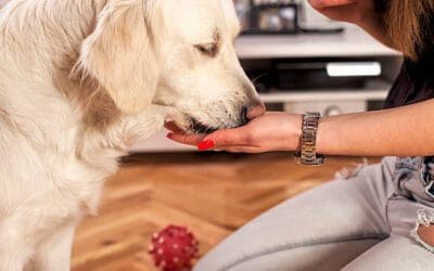 Benefits of Feeding Your Pup by Hand