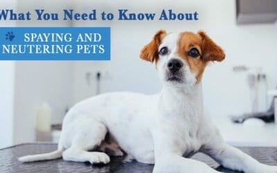 Why you should Spay/Neuter your pup!