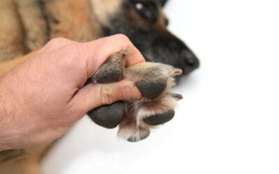Why Are Regular Nail Trims Essential for Your Pup?