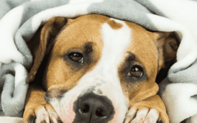Common Doggie Sicknesses: Quick Guide